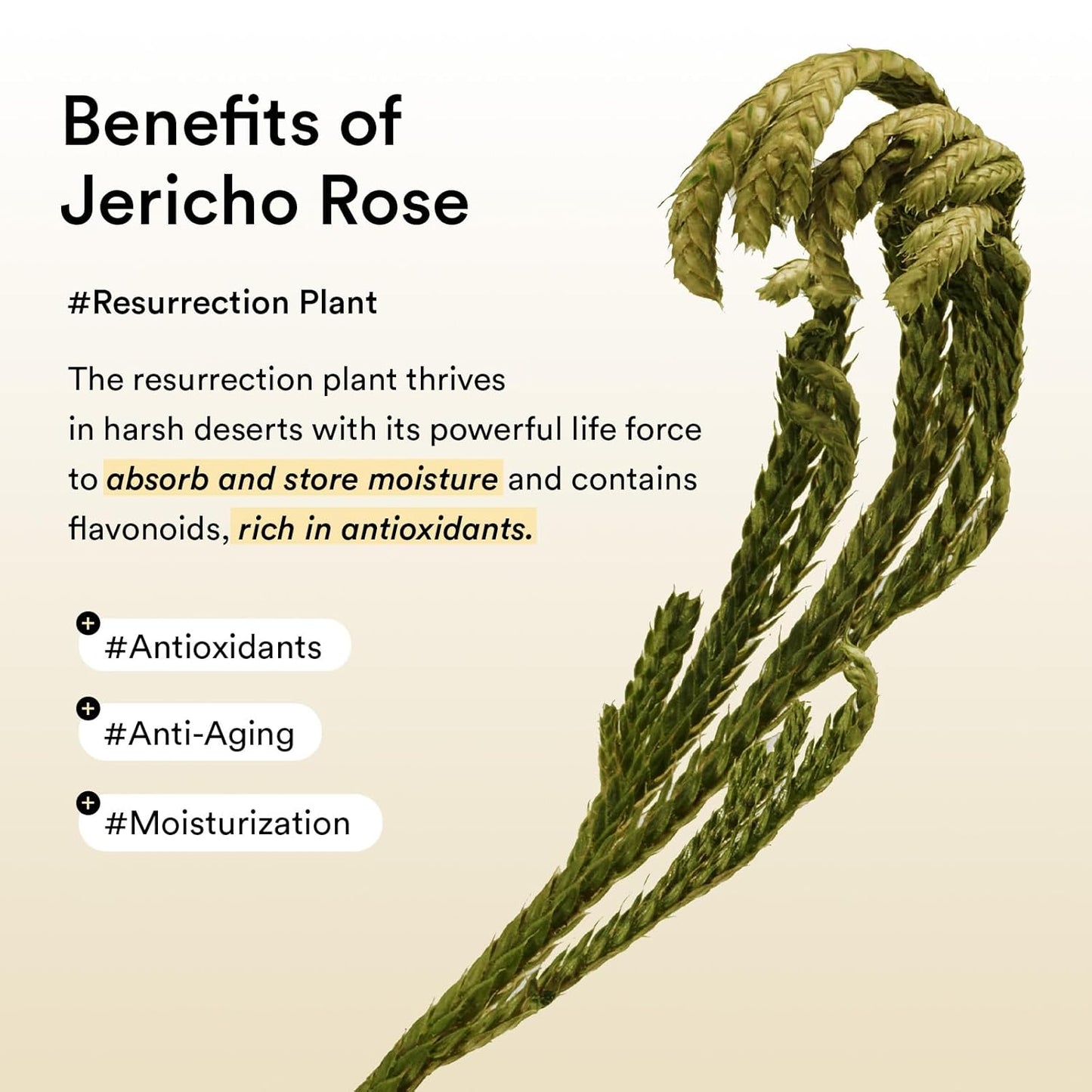 Abib - Collagen Eye Patch Jericho Rose Jelly (90g / 60 ea)